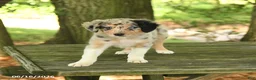 Border Collie dogs for sale: Freckles - Ad 4