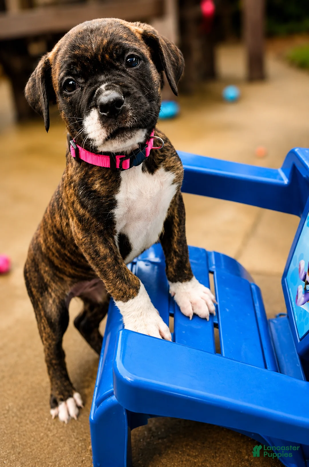 Mixed Breed dogs for sale: American Corso Hot Pink Collar - Ad 2