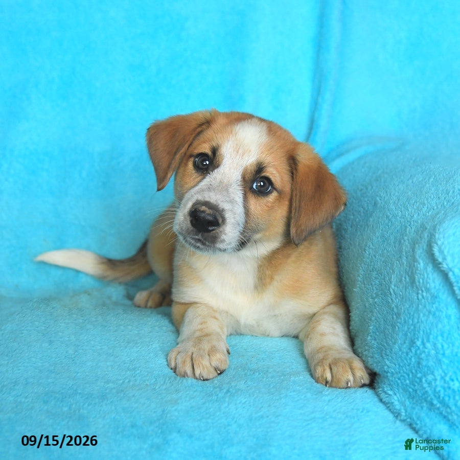 Mixed Breed dogs Tucker - Ad 2