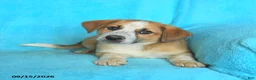 Mixed Breed dogs for sale: Tucker - Ad 2