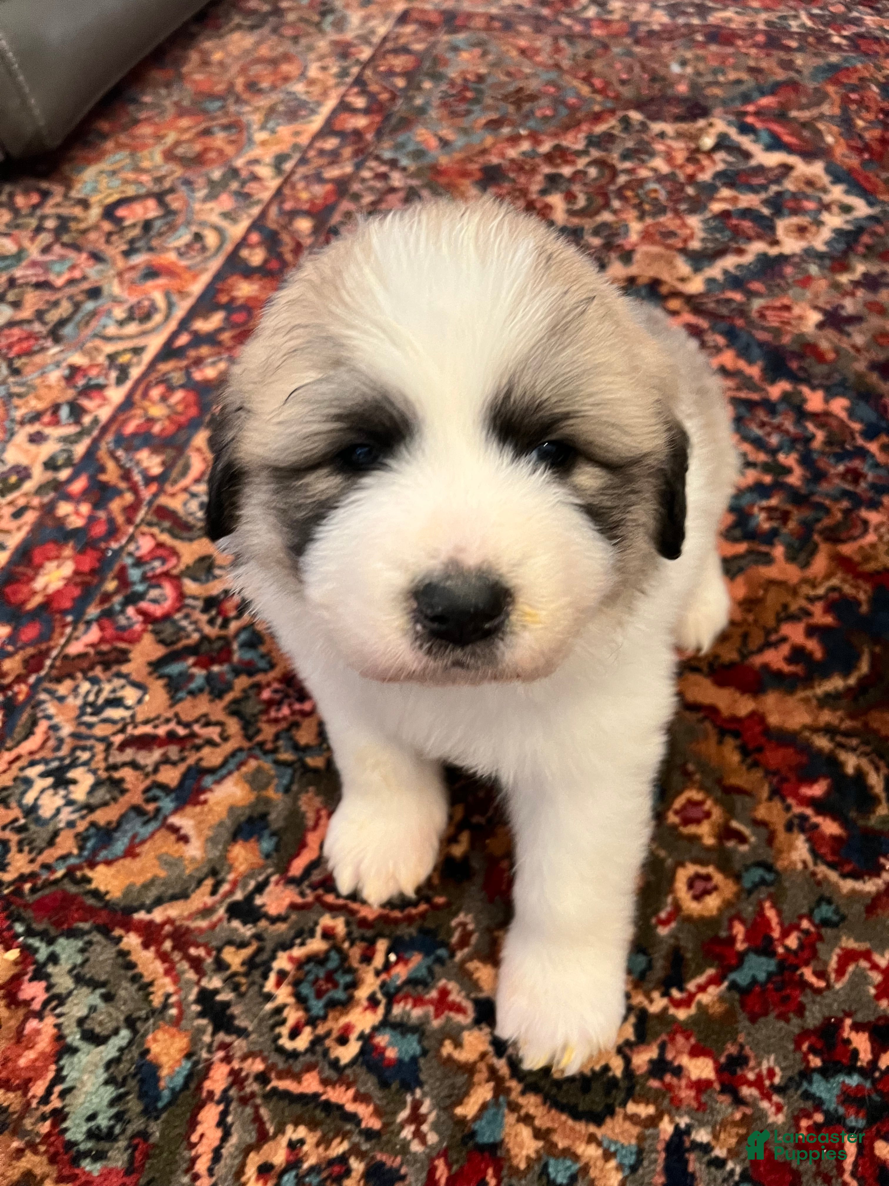 Great Pyrenees dogs Great Pyrenees Puppy 2 - Ad 19