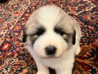Great Pyrenees dogs Great Pyrenees Puppy 2 - Ad 19