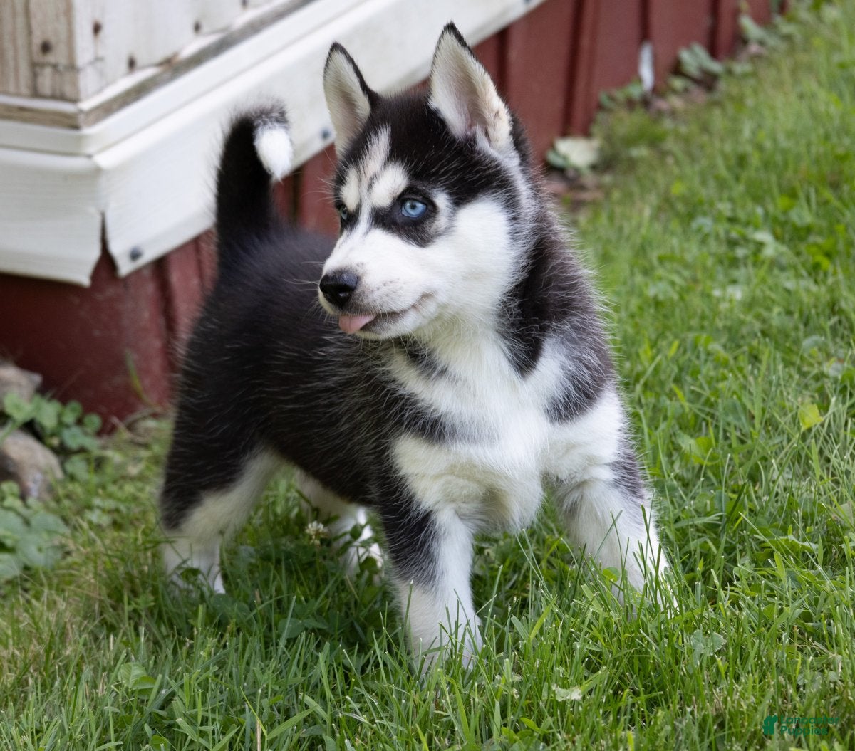 Siberian Husky dogs Tank - Ad 2