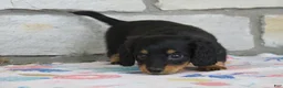 Miniature Dachshund dogs for sale: Abby - Ad 8