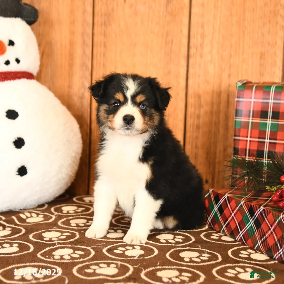 Miniature Australian Shepherd dogs for sale: Jasmine - Ad 2