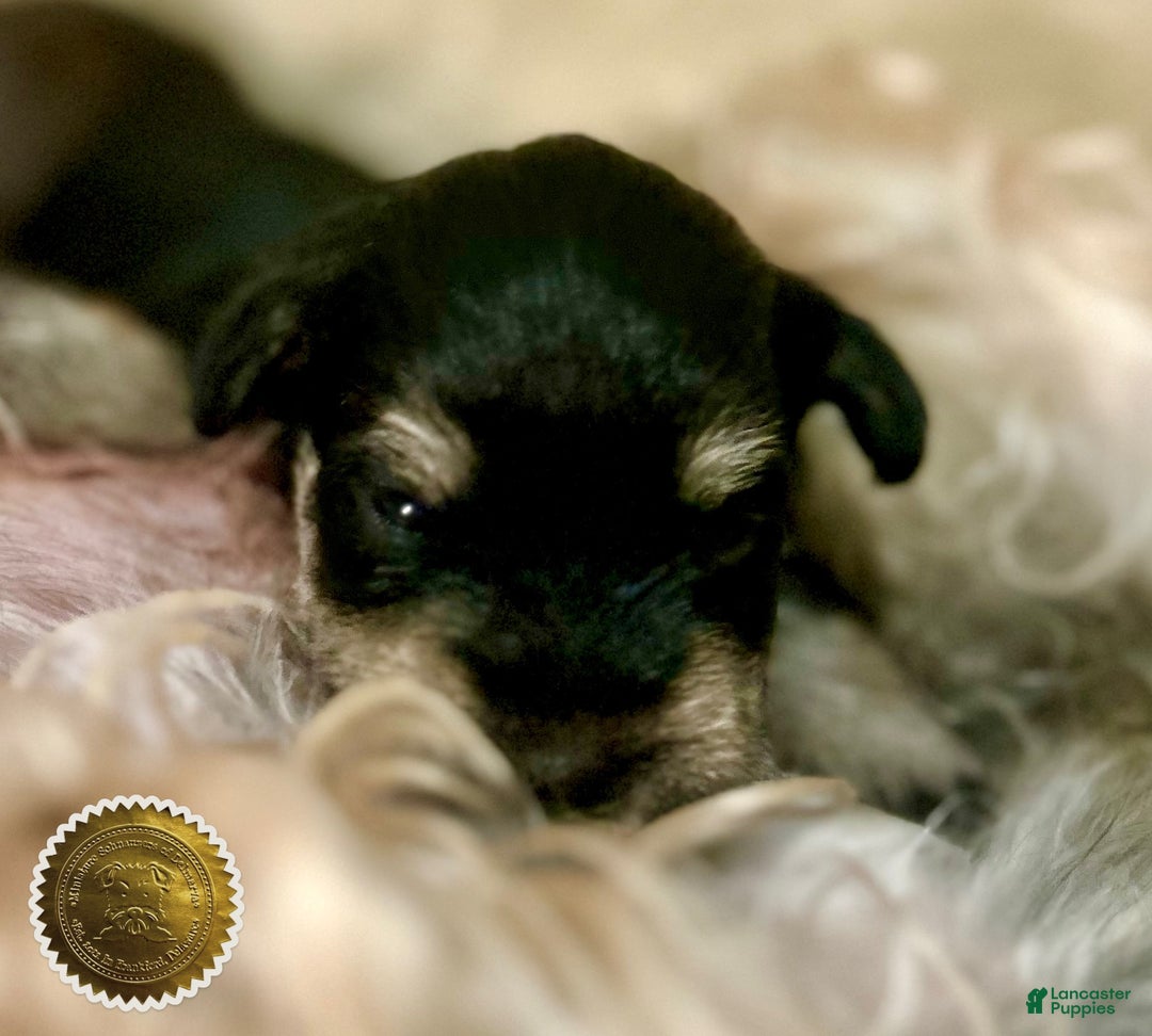 Miniature Schnauzer dogs for sale: ROSIE - Ad 2