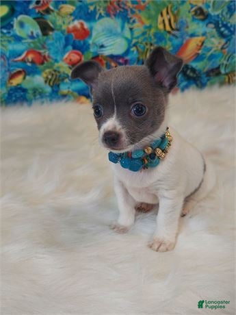 Chihuahua dogs Chihuahua Puppy 1 - Ad 26