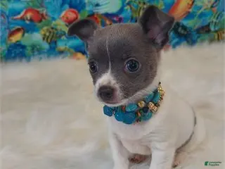 Chihuahua dogs Chihuahua Puppy 1 - Ad 26