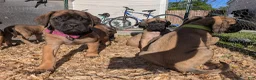 English Mastiff dogs for sale: Sassy (Hot Pink) - Ad 9