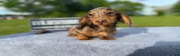 Miniature Dachshund dogs for sale: AKC Russian Ch line - Ad 5