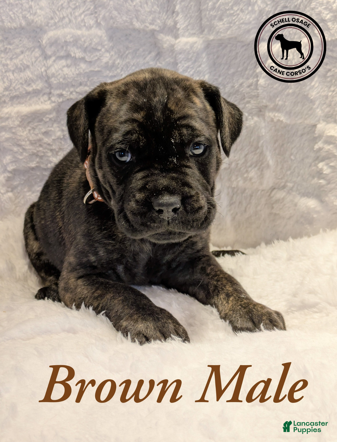 Cane Corso dogs for sale: Pink - Ad 12