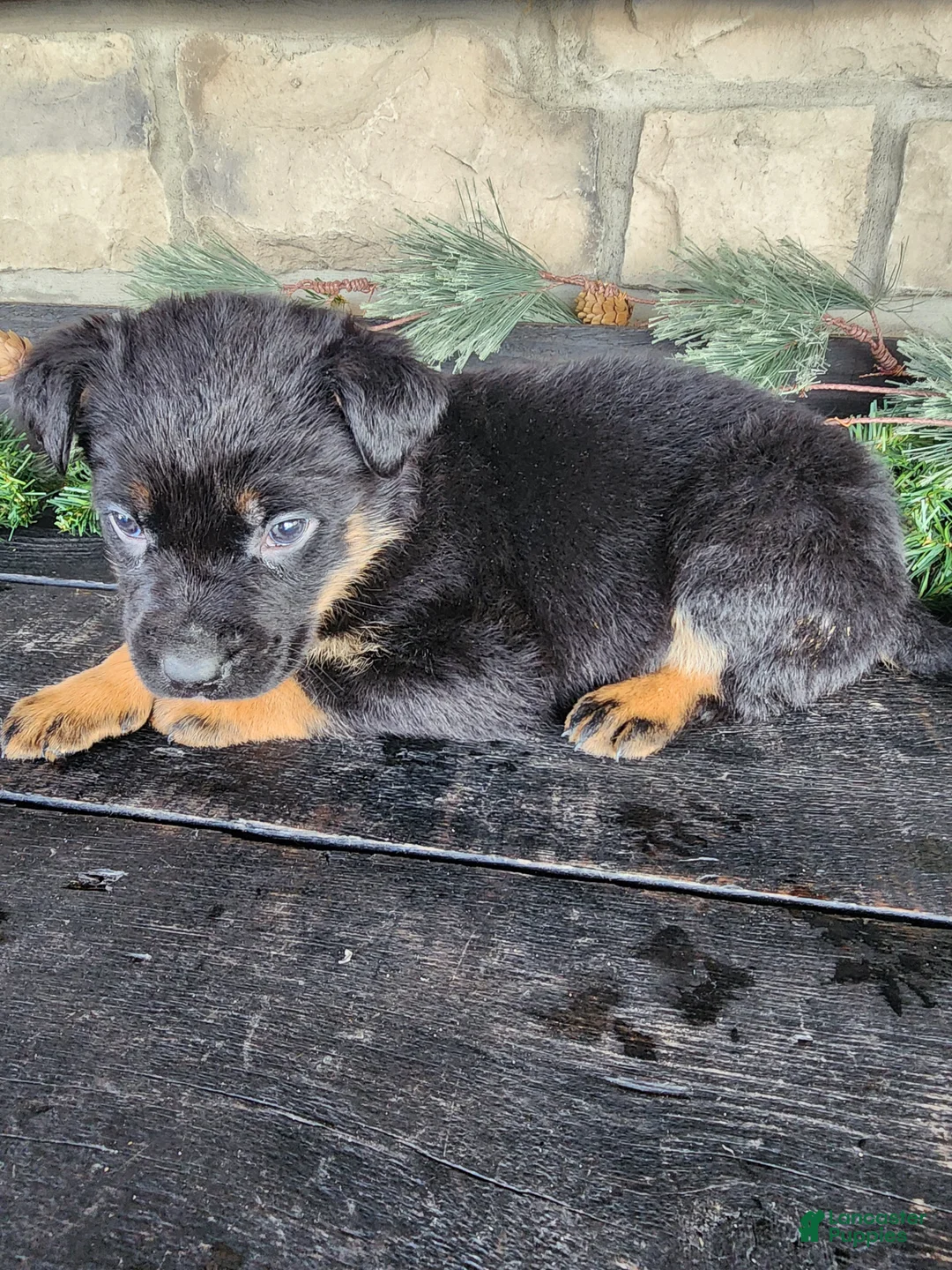 Mixed Breed dogs for sale: Rusty - Ad 2