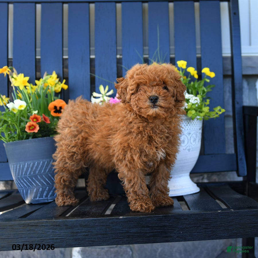 Miniature Poodle dogs Maggie - Ad 2
