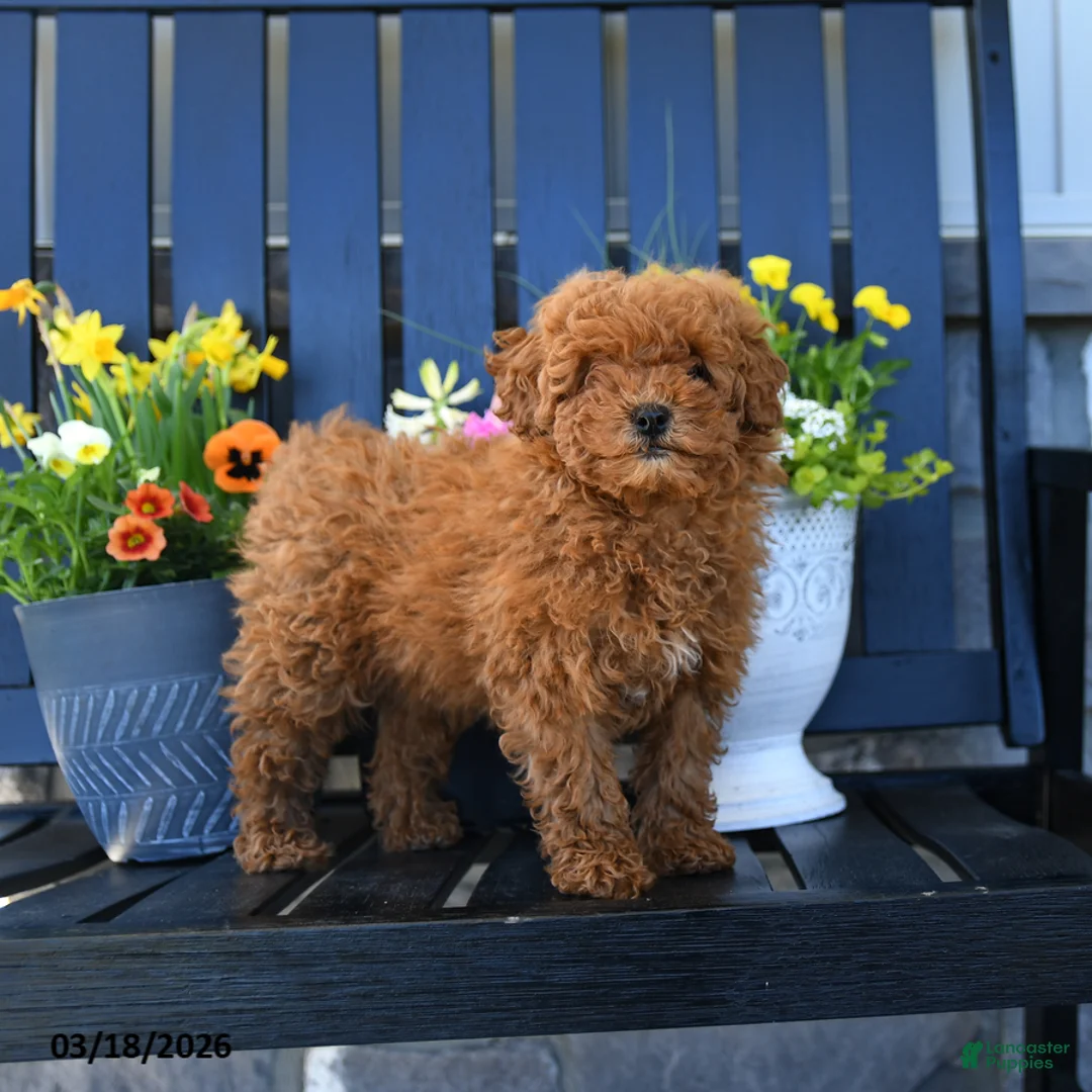 Miniature Poodle dogs for sale: Maggie - Ad 2