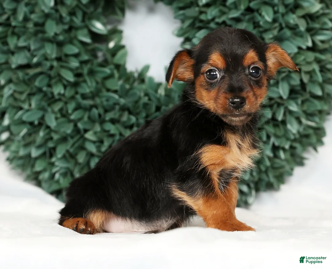 Yorkshire Terrier dogs for sale: Kenny - Ad 8