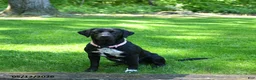 Mixed Breed dogs for sale: Roxy - Ad 4