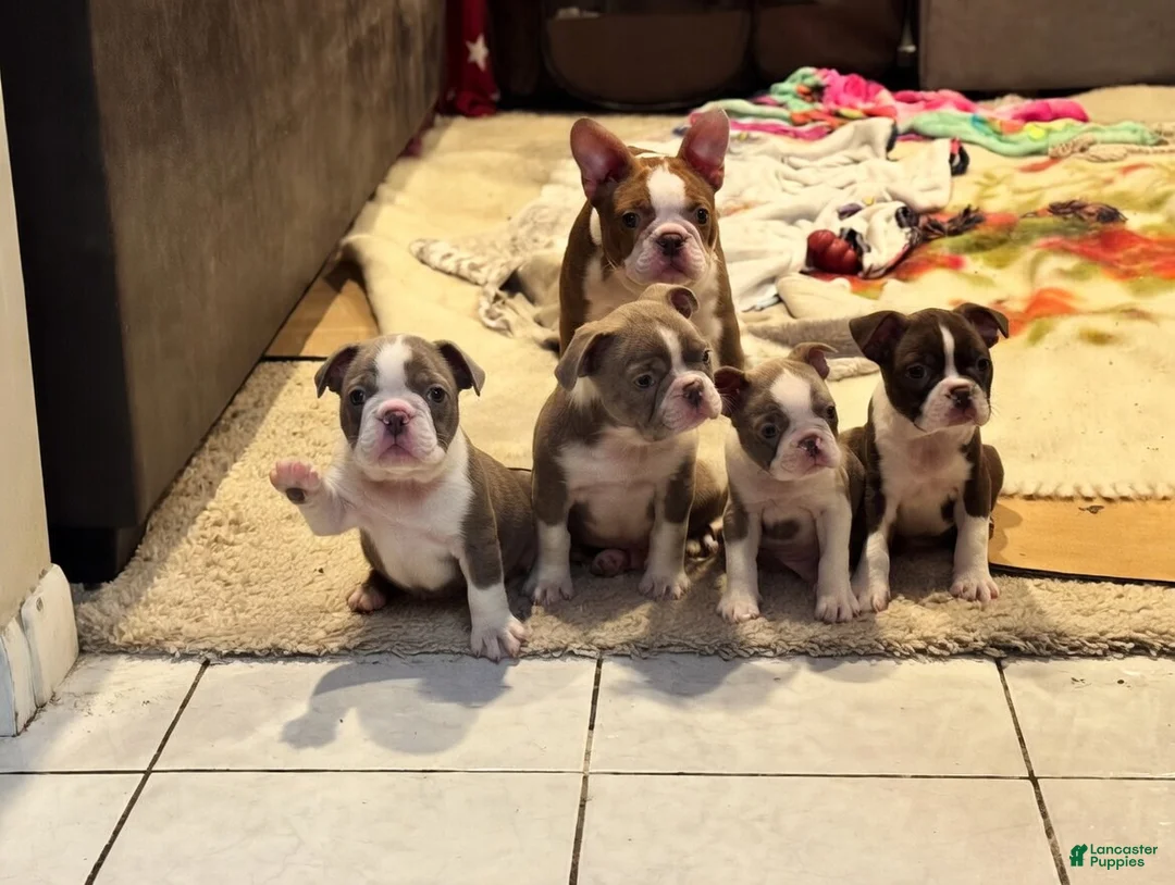 Boston Terrier dogs for sale: Boston Terrier Puppy 1 - Ad 2