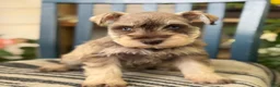 Miniature Schnauzer dogs for sale: Silver - Ad 12
