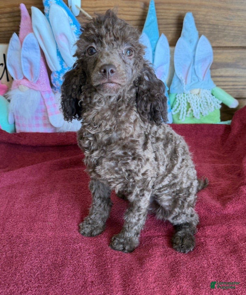 Toy Poodle dogs Hank - Ad 10