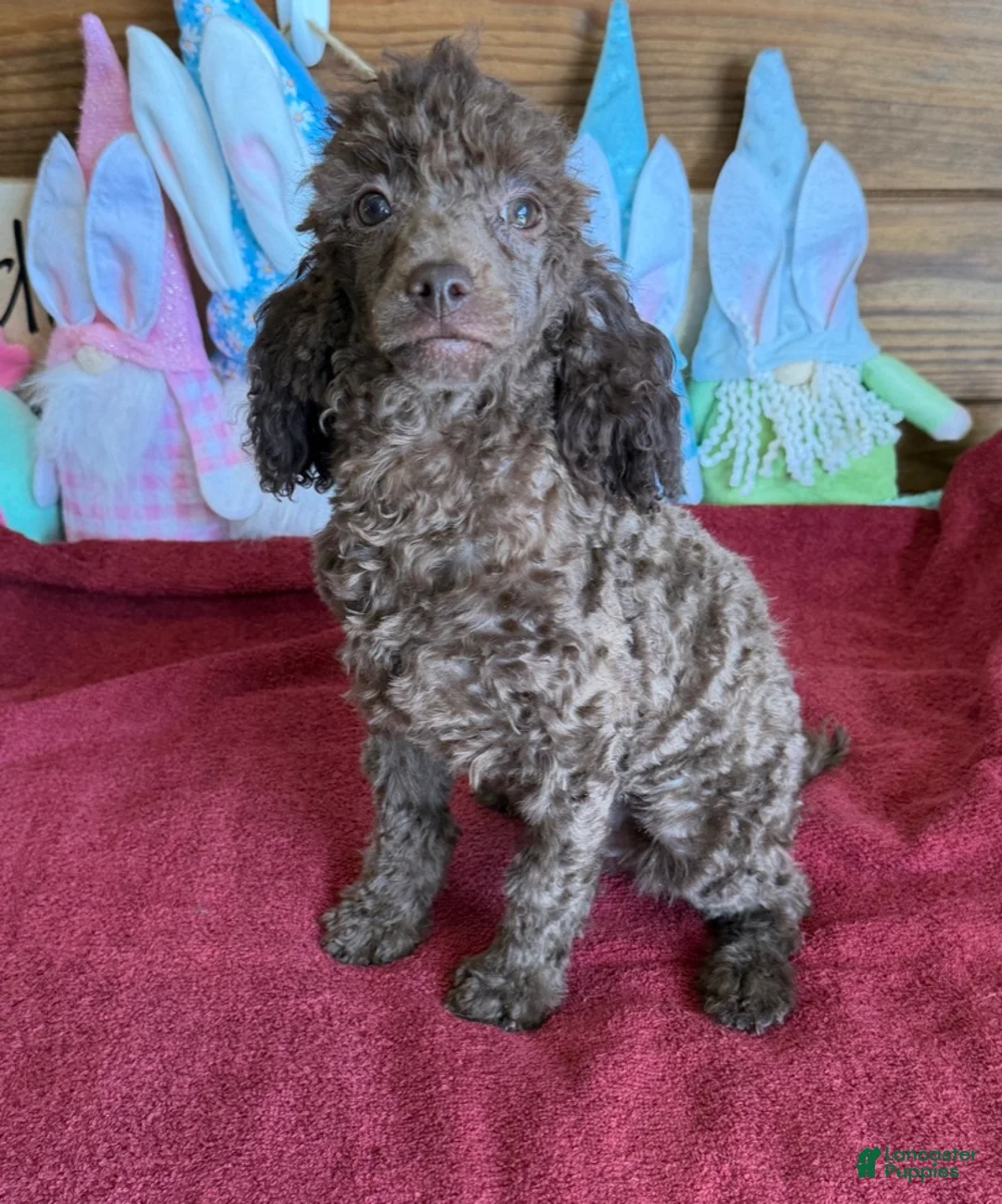 Toy Poodle dogs for sale: Hank - Ad 1