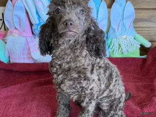 Toy Poodle dogs Hank - Ad 41