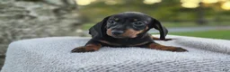 Miniature Dachshund dogs for sale: Remy  - Ad 24