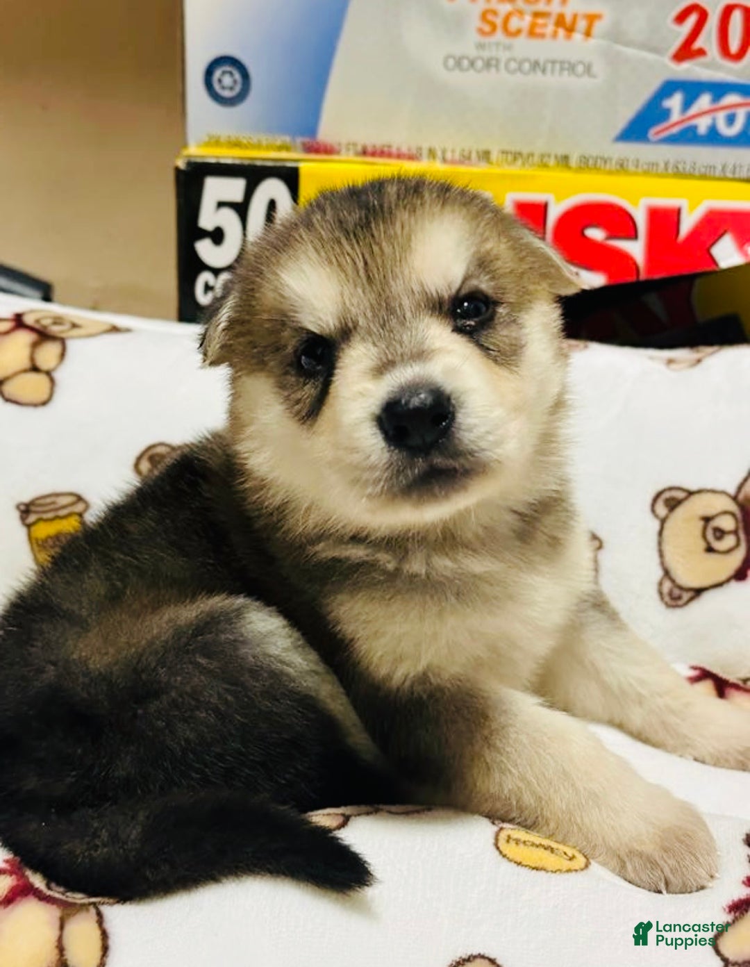 Gerberian Shepsky dogs for sale: Gerberian Shepsky Puppy 1 - Ad 3