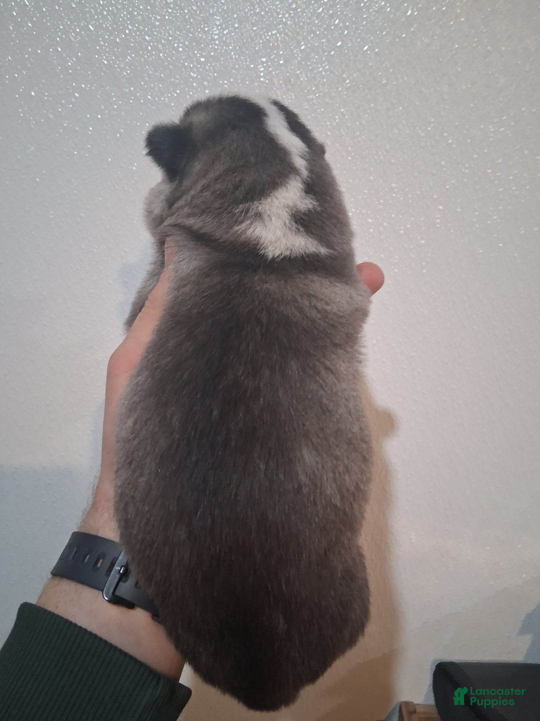 Siberian Husky dogs for sale: Thor - Ad 3