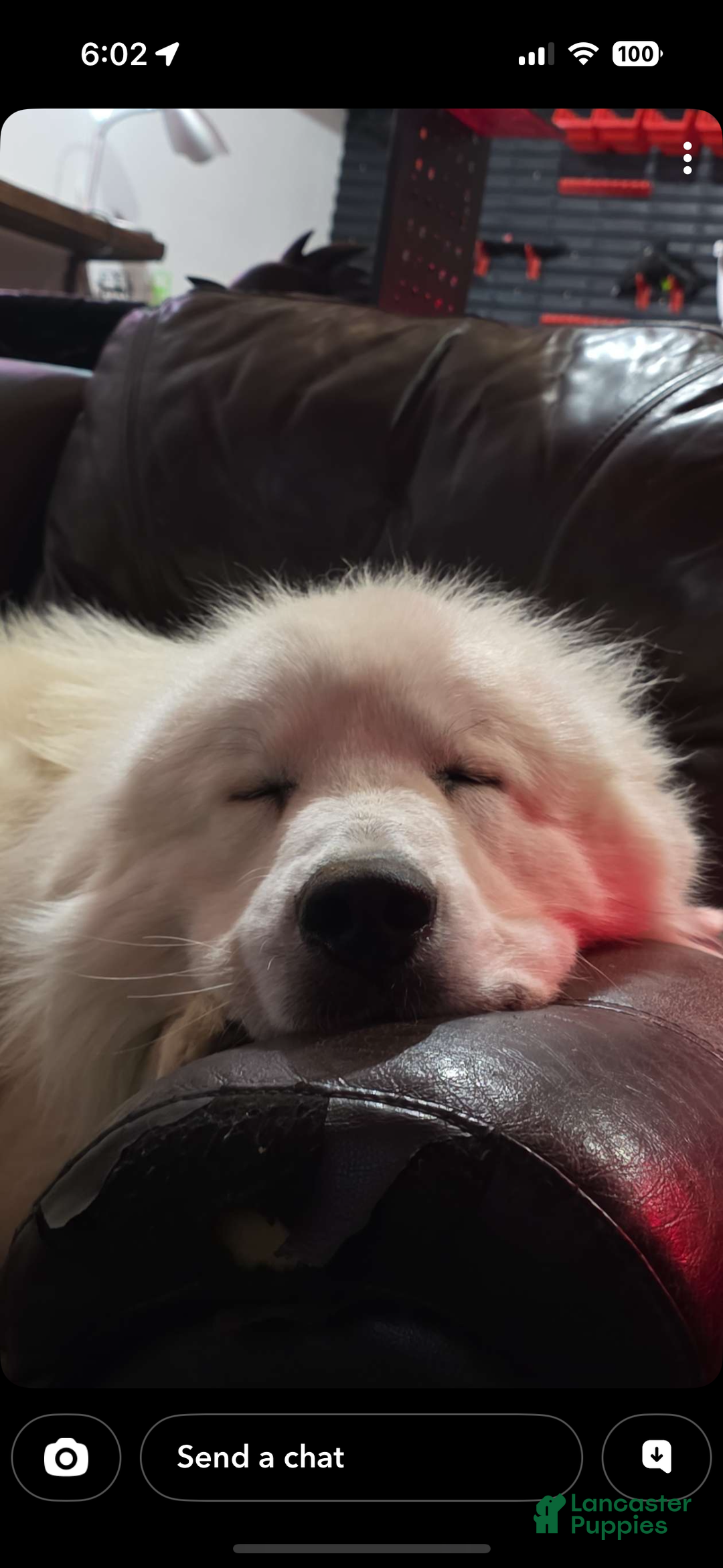 Mixed Breed dogs for sale: Mixed Breed Puppy 1 - Ad 4