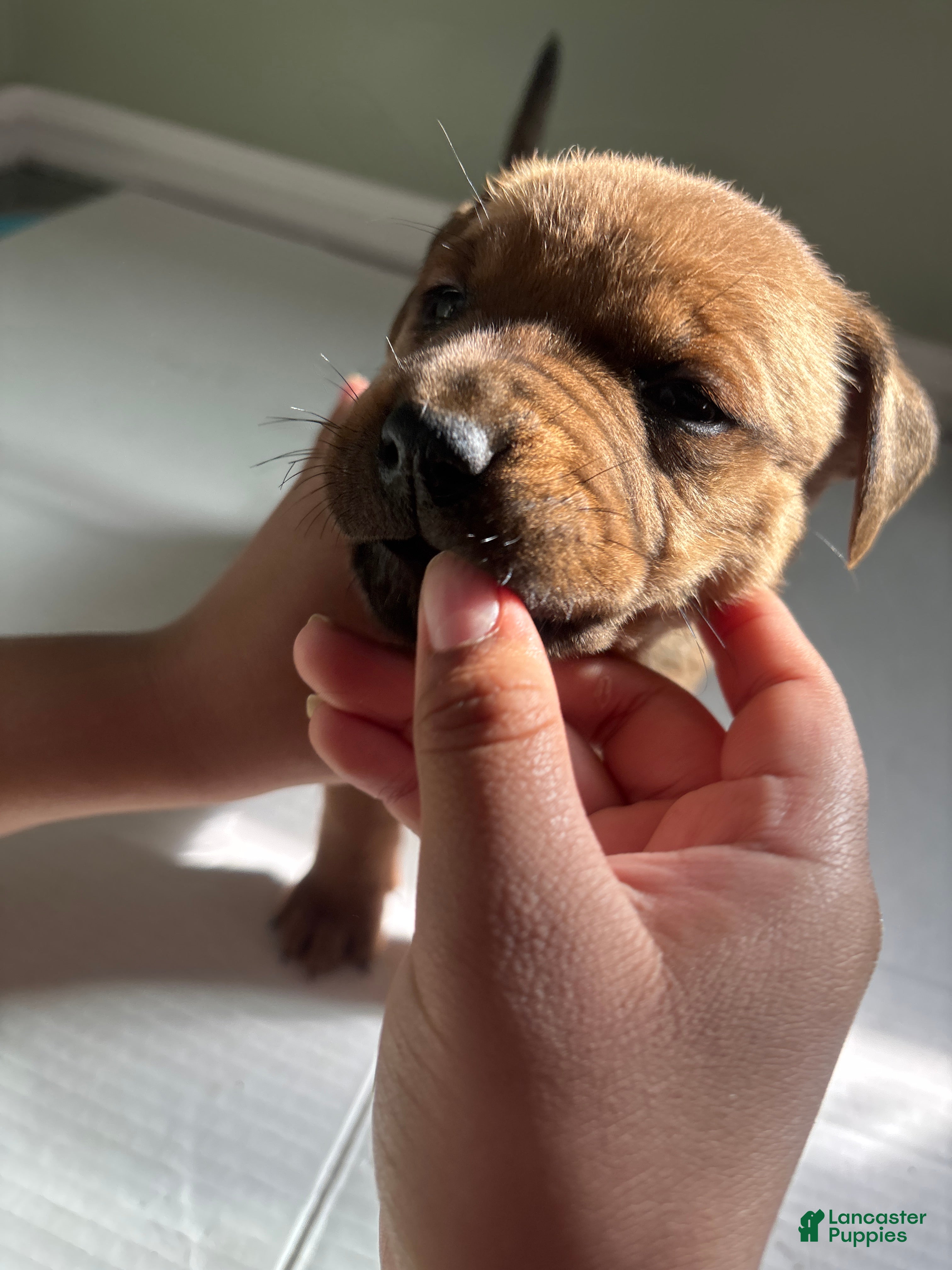 American Staffordshire Terrier dogs American Staffordshire Terrier Puppy 7 - Ad 5