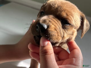 American Staffordshire Terrier dogs American Staffordshire Terrier Puppy 7 - Ad 8