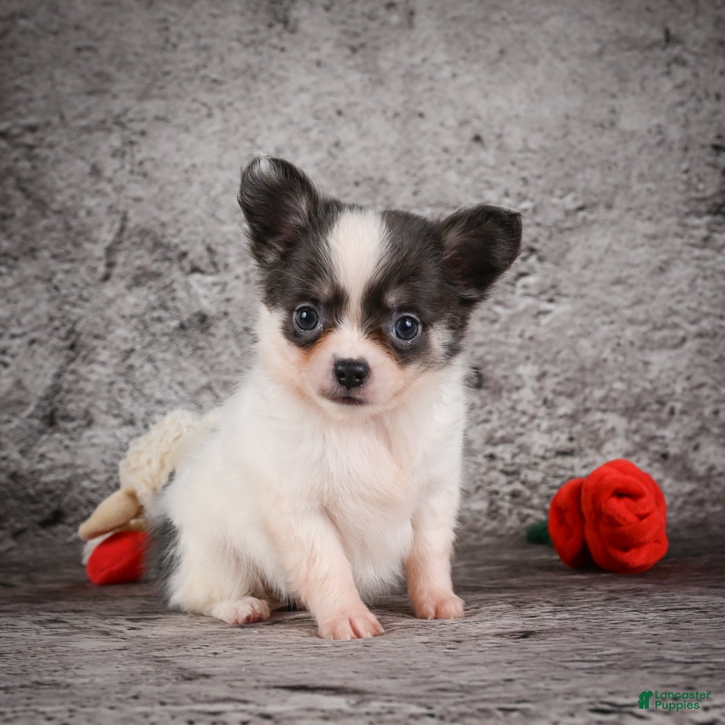 Chihuahua dogs Anika - Ad 1