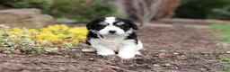 Cavachon dogs for sale: Queen - Ad 3