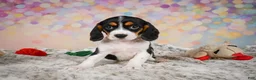 Beaglier dogs for sale: Bailey - Ad 11