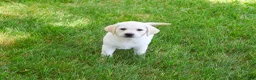 Labrador Retriever dogs for sale: Phineas  - Ad 4