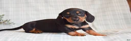 Miniature Dachshund dogs for sale: Bailey - Ad 3