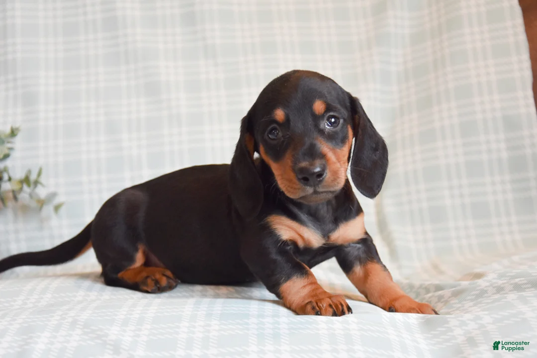 Miniature Dachshund dogs for sale: Bailey - Ad 5