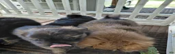 Mixed Breed dogs for sale: Molly Pitcher - Ad 6