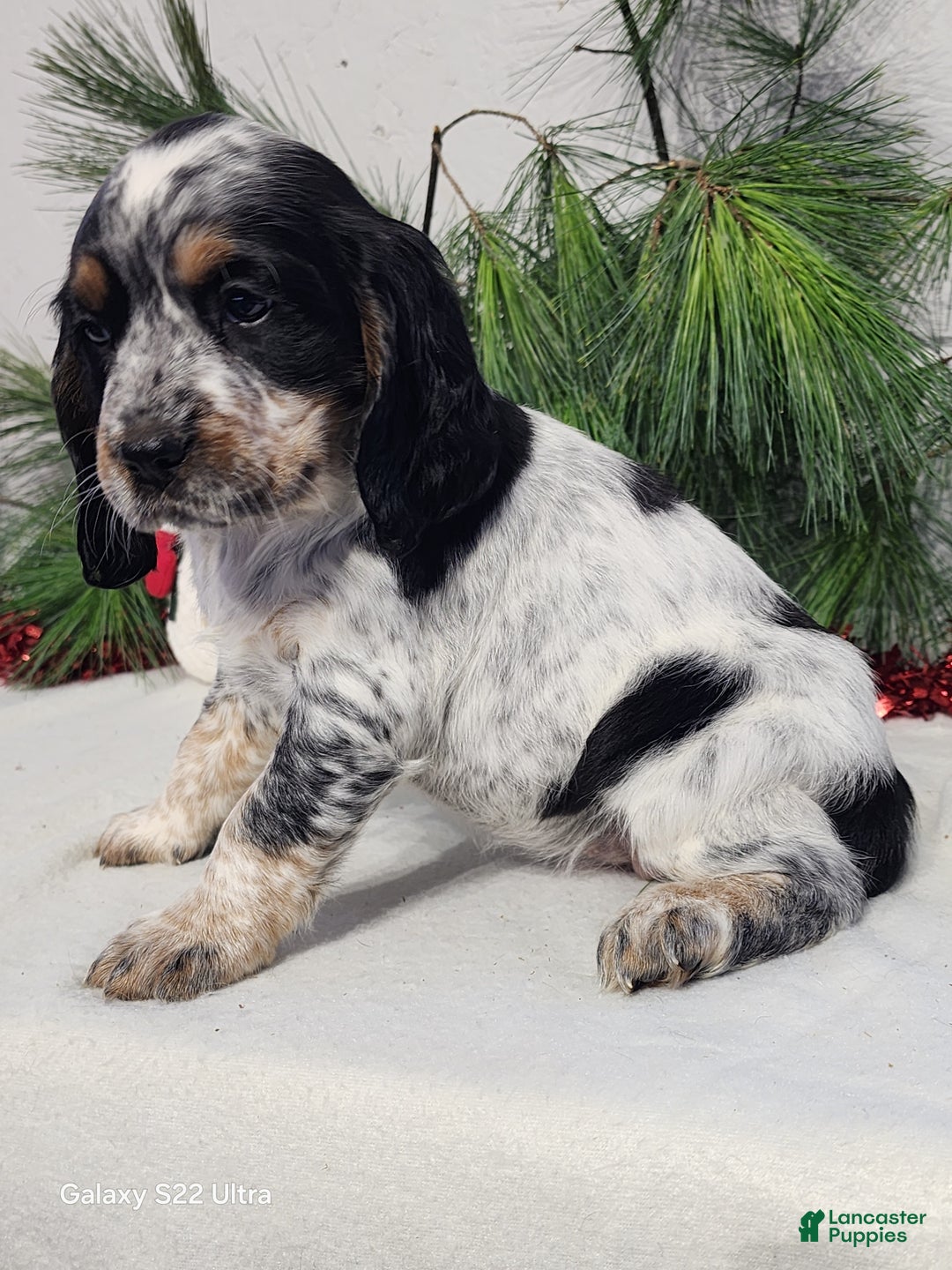 English Springer Spaniel dogs for sale: Missy - Ad 4