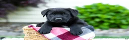 Sheprador dogs for sale: Baxter - Ad 1