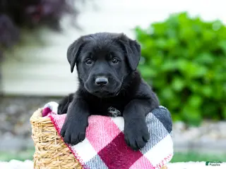 Sheprador dogs for sale: Baxter - Ad 1