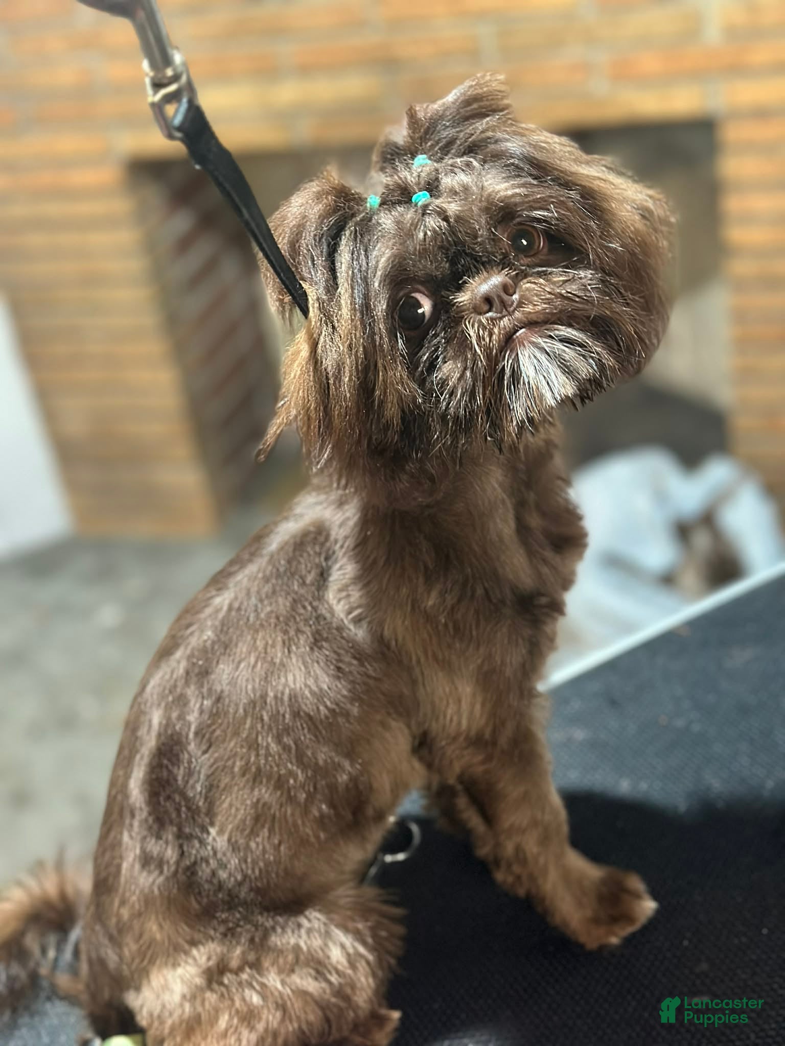Shih Tzu dogs Reese  - Ad 2