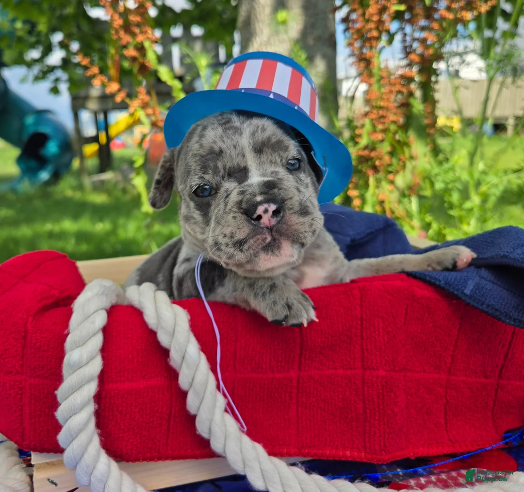 Olde English Bulldogge dogs for sale: Chase - Ad 2