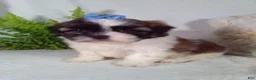 Shih Tzu dogs for sale: Annie - Ad 2