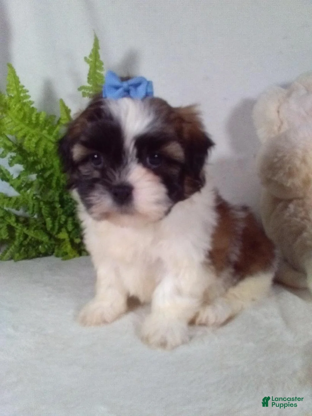 Shih Tzu dogs for sale: Annie - Ad 2