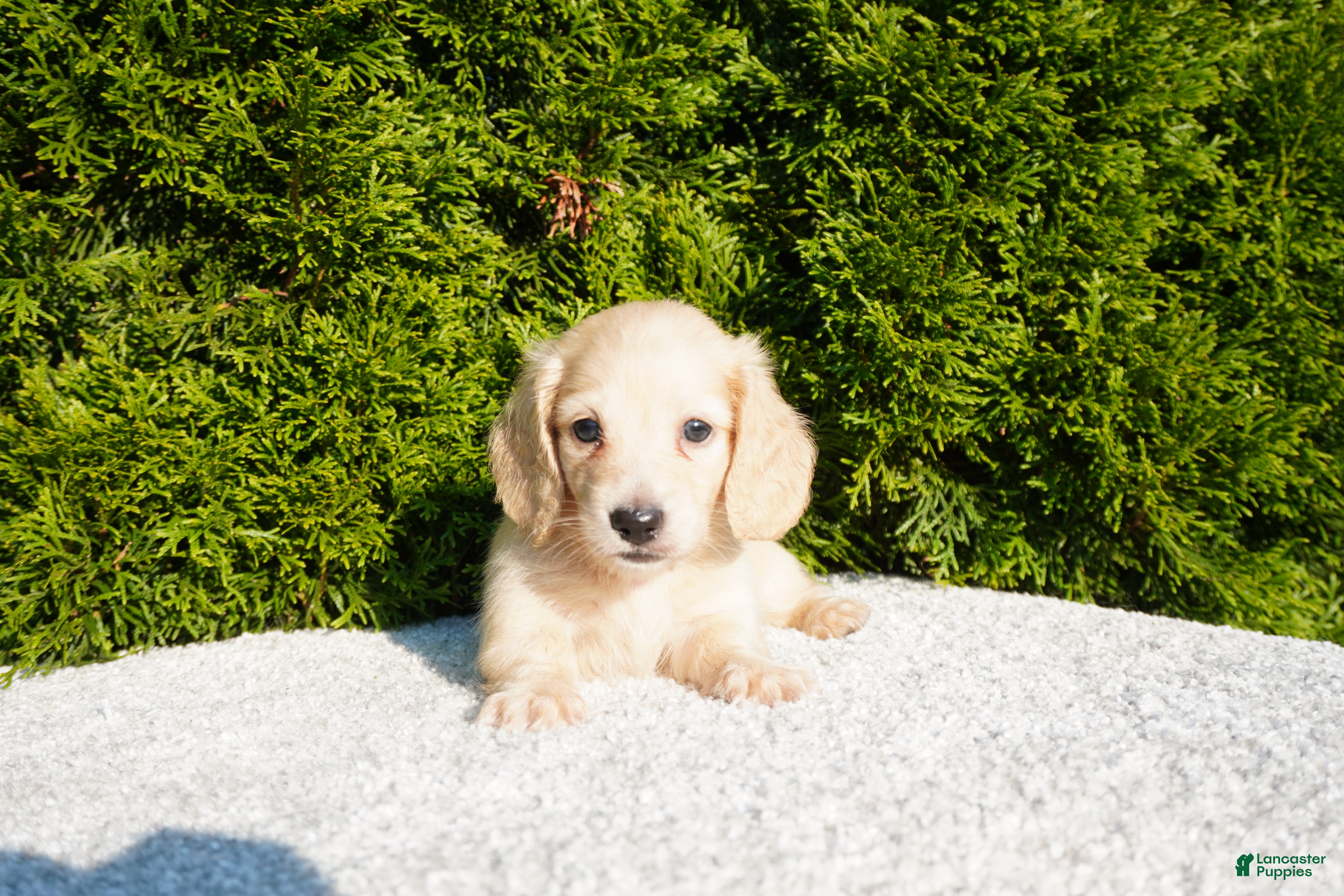 Miniature Dachshund dogs Joey AKC - Ad 1