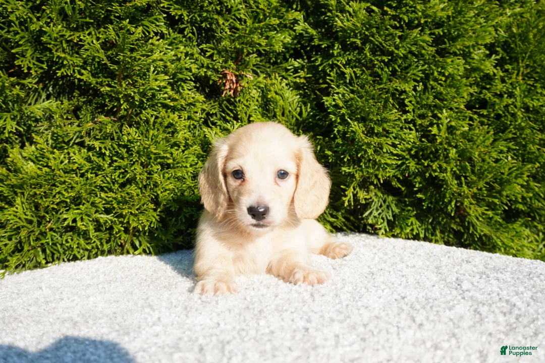 Miniature Dachshund dogs for sale: Joey AKC - Ad 1