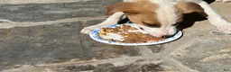 Mixed Breed dogs for sale: Mixed Breed puppy #3 - Ad 7