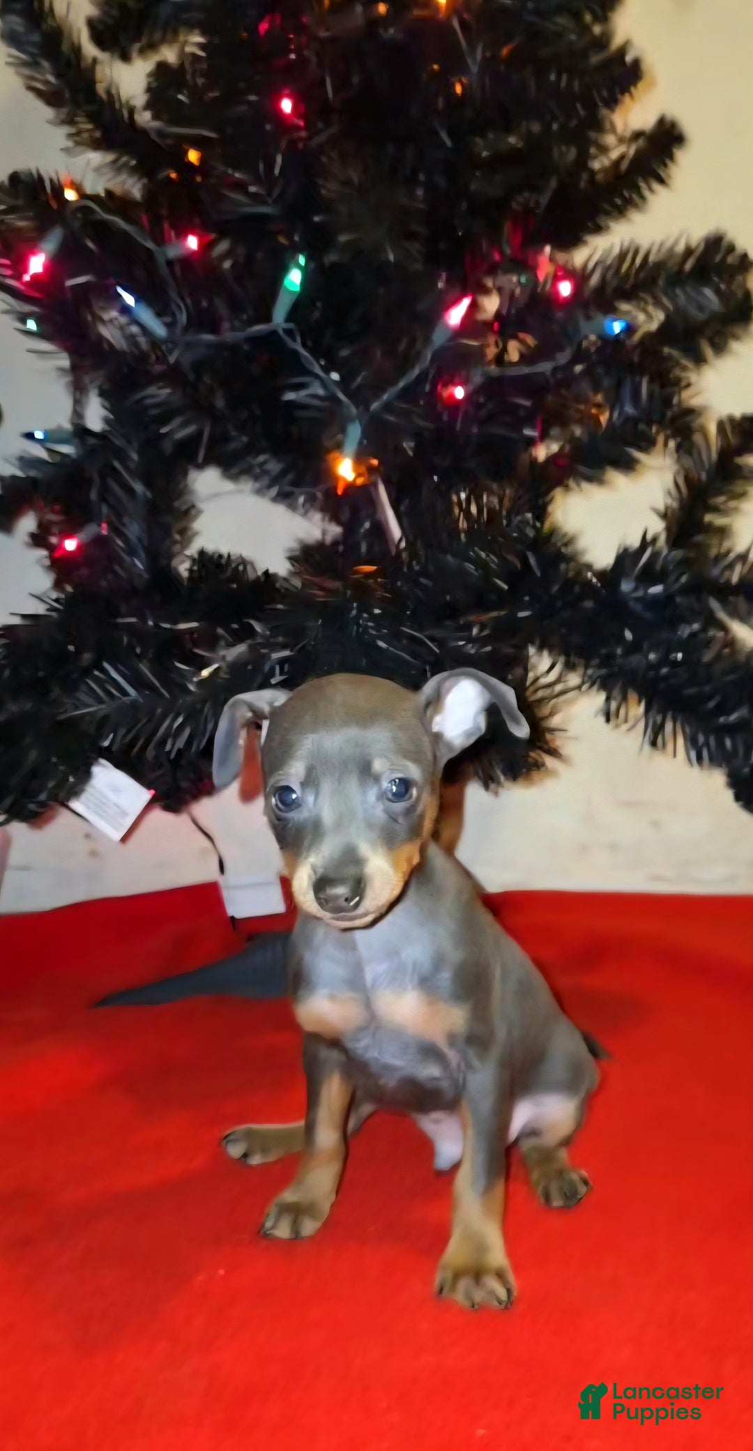 Miniature Pinscher dogs for sale: Cooper - Ad 1