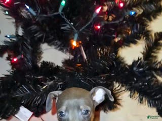 Miniature Pinscher dogs Cooper - Ad 29